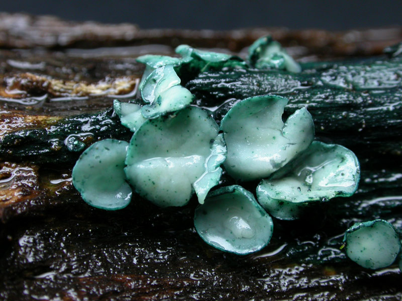 Chlorociboria-aeruginosa.jpg