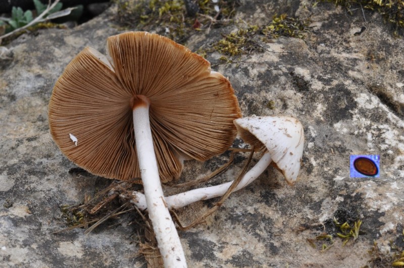 Conocybe sp-redim800.JPG