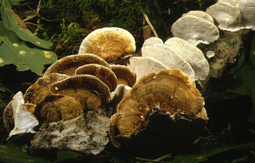 Trametes multicolor(AP)1.jpg