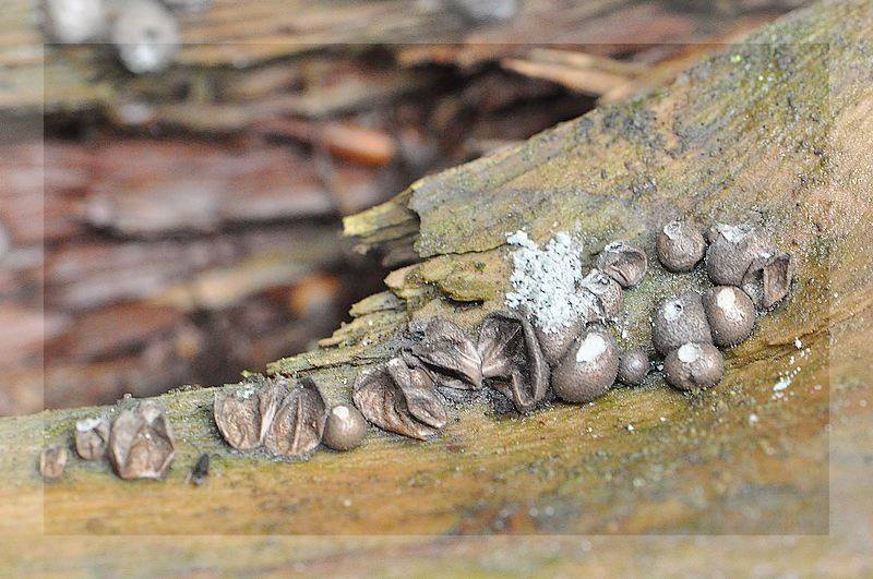 Lycogala epidendrum 6.jpg