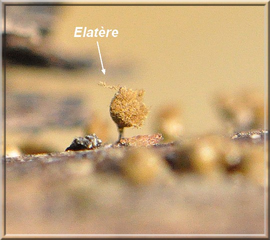 Elatère de Trichia decipiens var olivacea.jpg