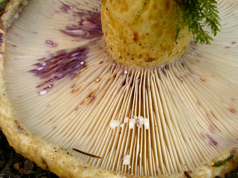 Lactarius-repraesentaneus3.jpg