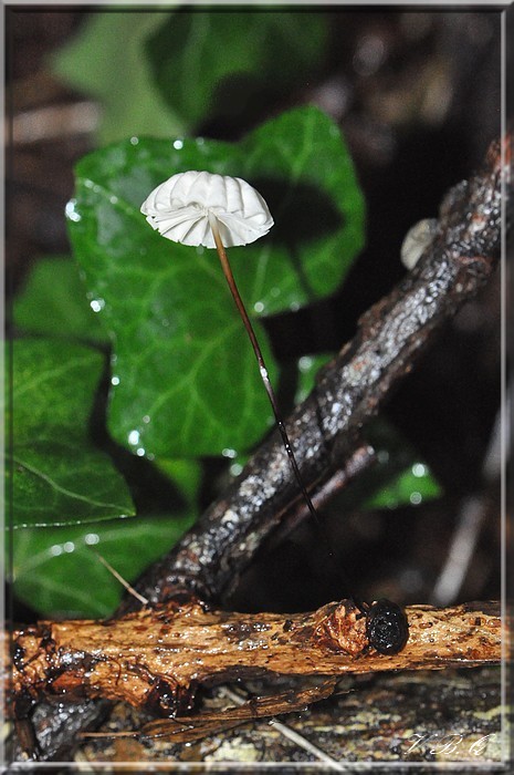 Marasmius rotula 220811 Valérie.jpg