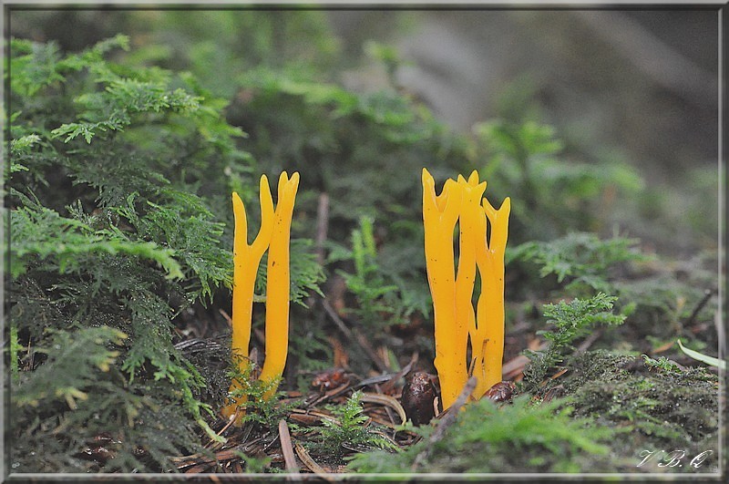 Calocera viscosa 040911 2 Valérie.jpg