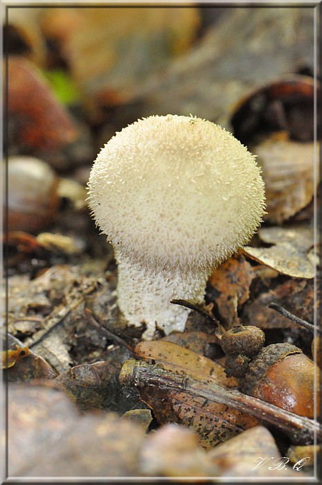 Lycoperdon echinata Valérie.jpg