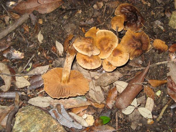 Cortinarius cinnamomeus. Cortinaire canelle toxiqueIMG_1492-redim600.JPG