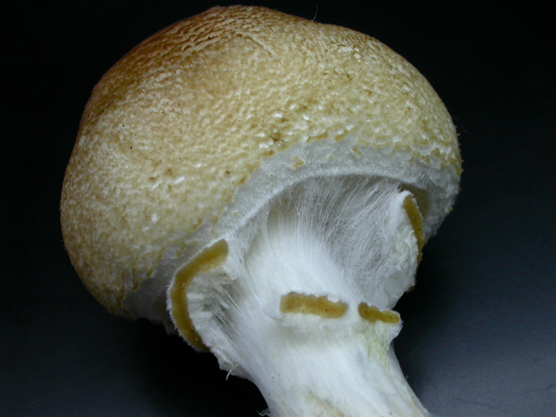 Lepiota-ignivolvata.jpg