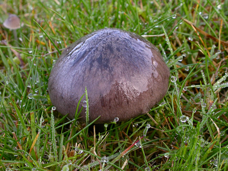 Entoloma-bloxamii1.jpg