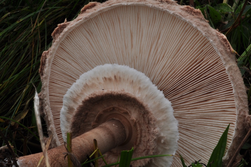 Macrolepiota -redim800.JPG