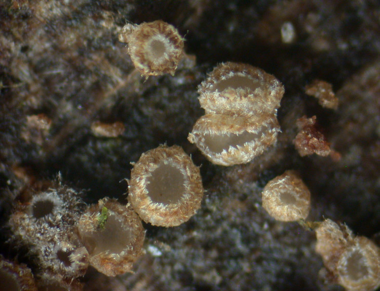 Trichopeziza-mollissima.jpg