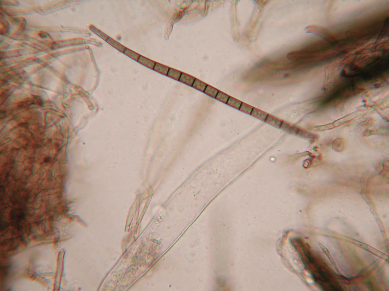 Trichoglossum-hirsutum.jpg