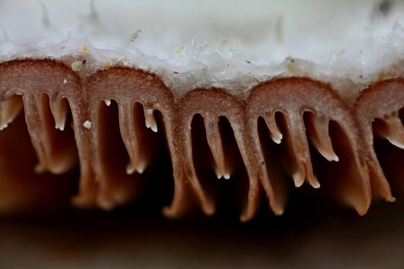 Schizophyllum commune.JPG