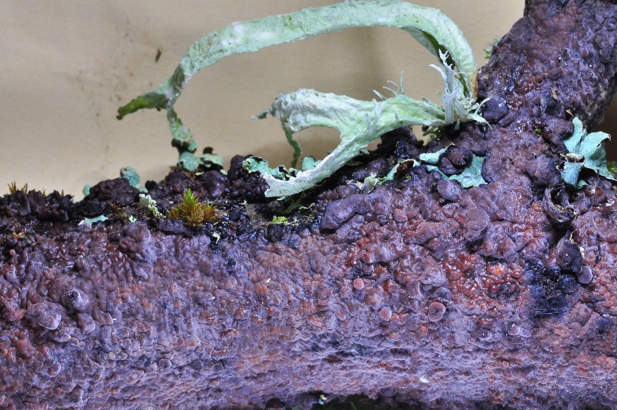 Peniophora quercina.JPG
