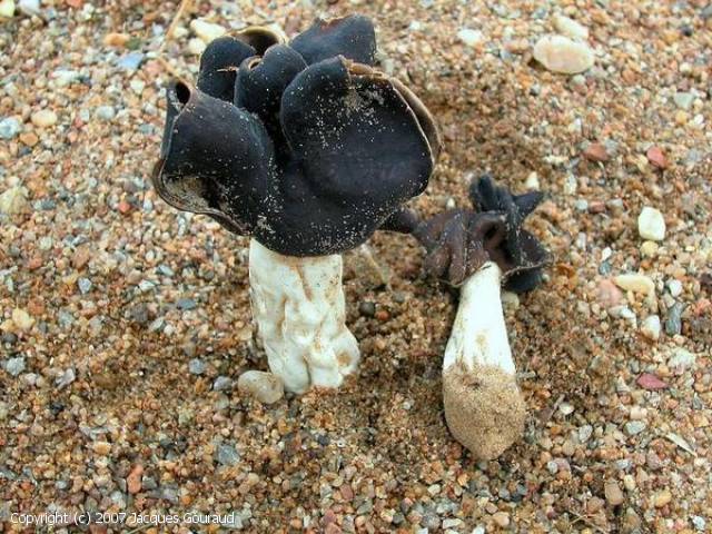 Helvella monachella Jacques Gouraud 2007.jpg