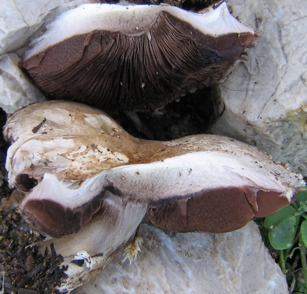 Agaricus sp.4.JPG