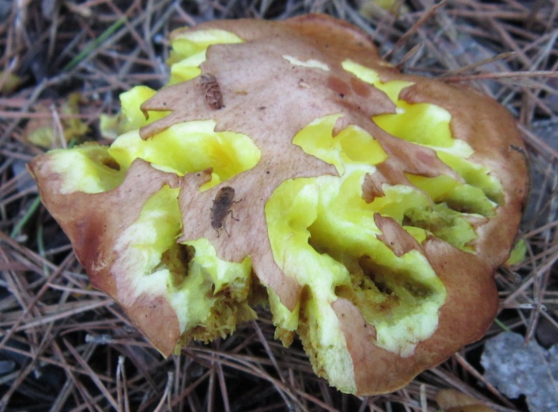 Suillus cf. mediterraneensis.JPG