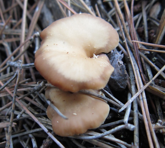 Lentinellus cystidiosus (4).JPG