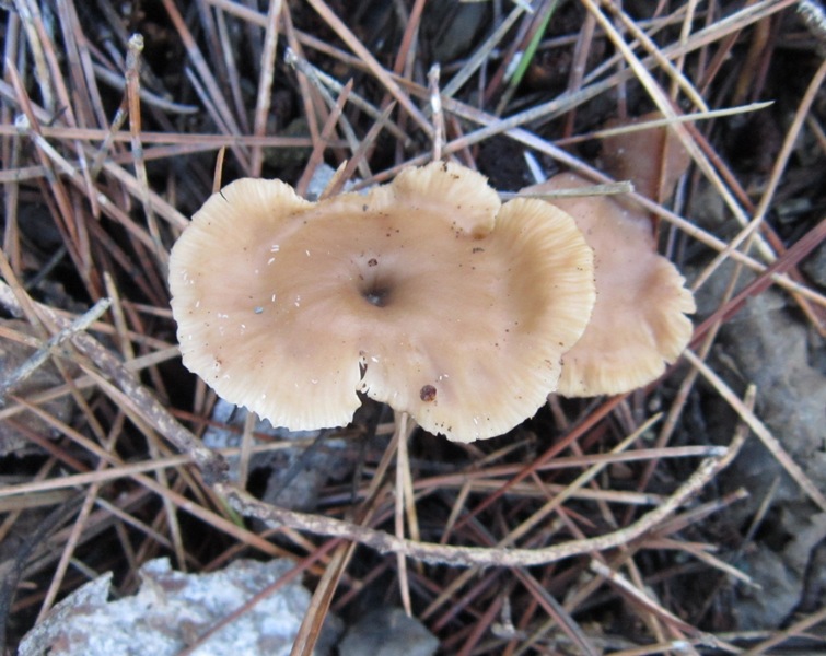 Lentinellus cystidiosus (6).JPG