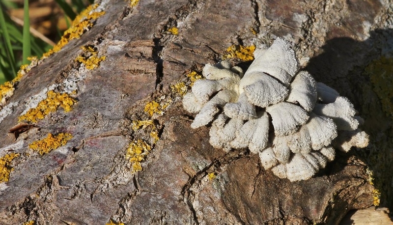 Caussea 2013-02-19 Schizophyllum redim.jpg