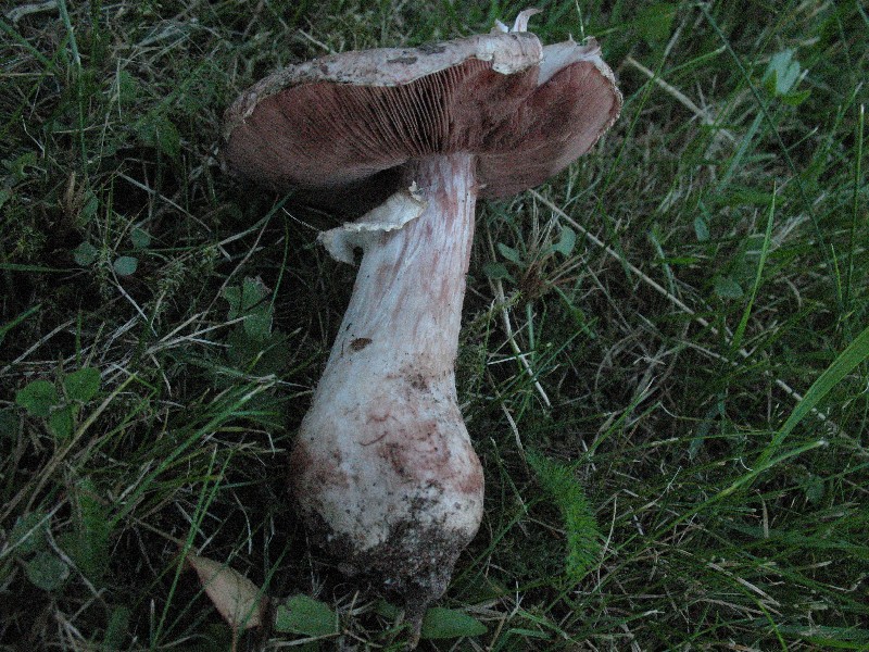 Agaricus xx 1.JPG