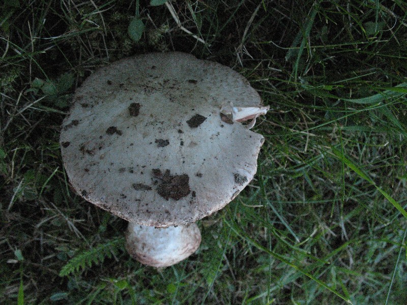 Agaricus xx 2.JPG