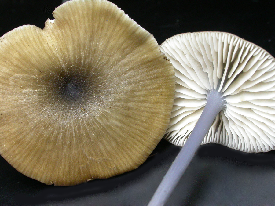 Entoloma-lividocyanulum--.jpg