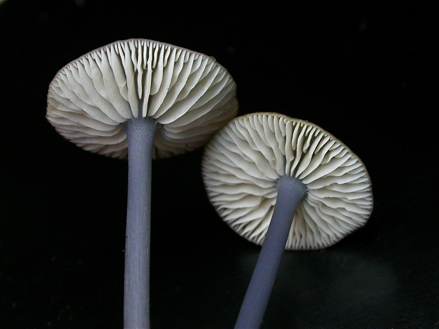 Entoloma-lividocyanulum2.jpg