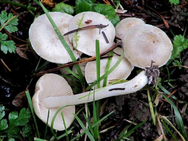 Fungi non identifié Yvoir (Tricointe) 7-12-13.jpg