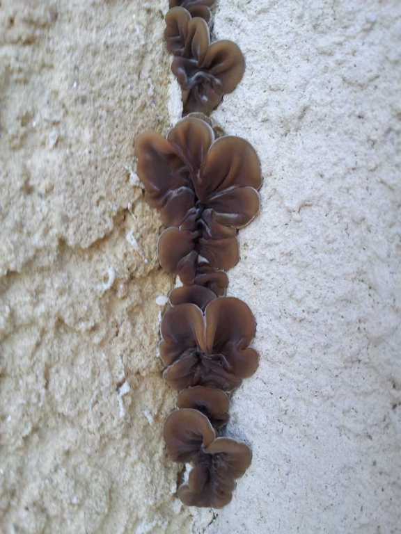 champignons murs  2-redim768.jpg