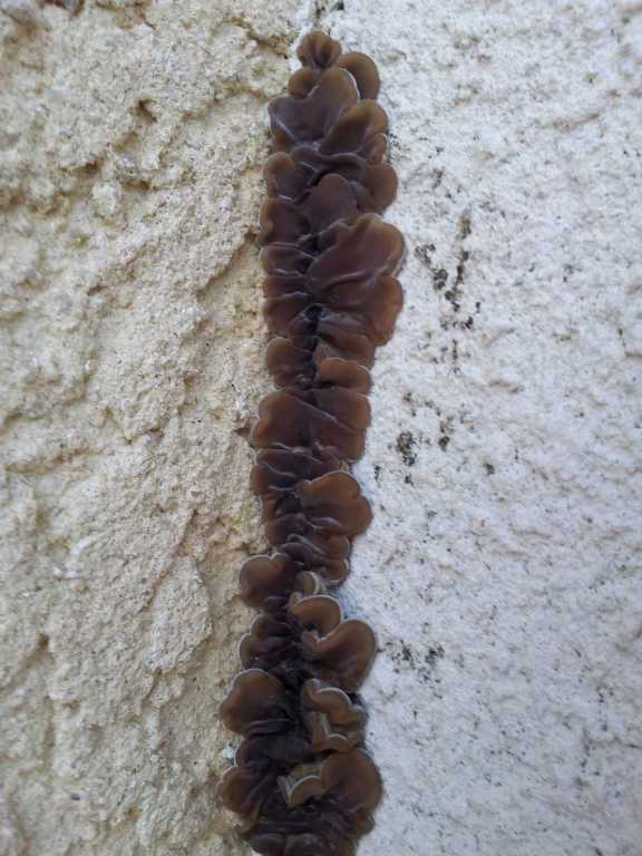 champignons murs 1-redim768.jpg