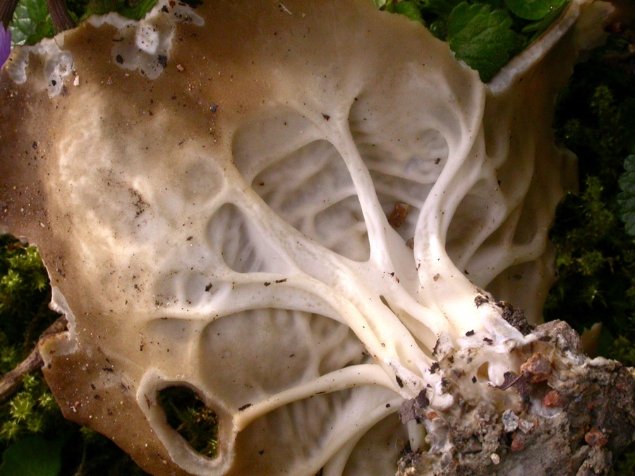 Helvella-acetabulum.jpg