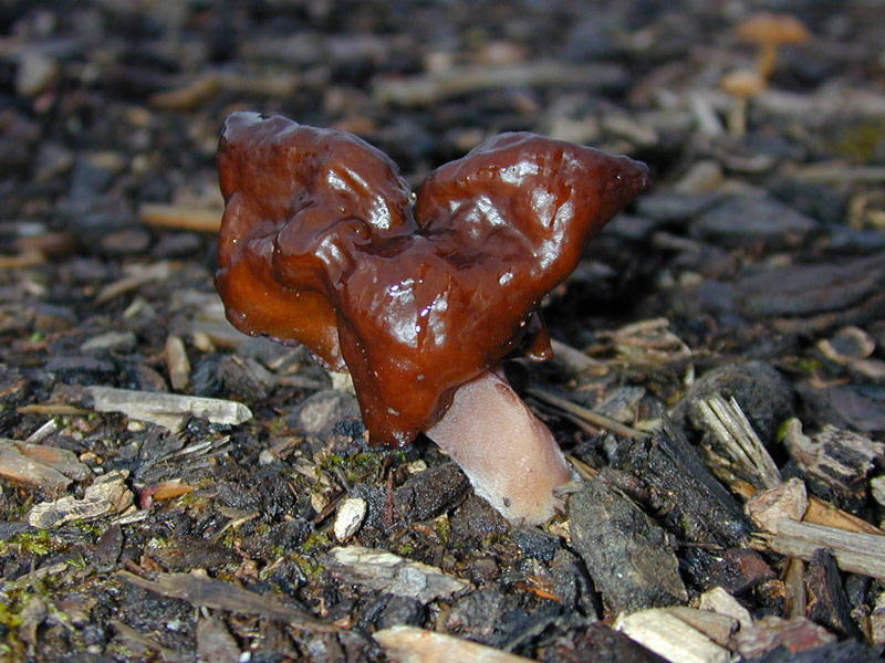 Gyromitra-infula-.jpg