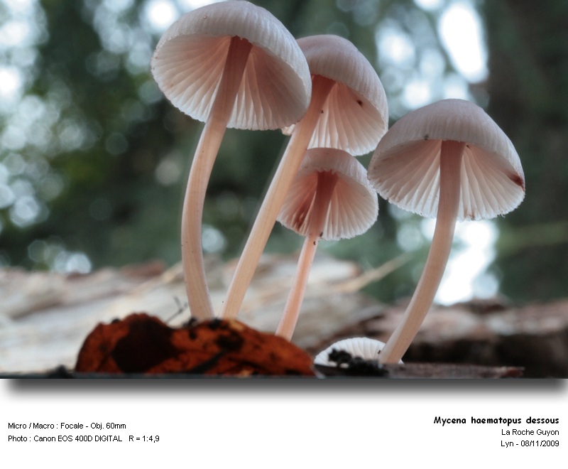 mycena_haematopus_dessous.jpg