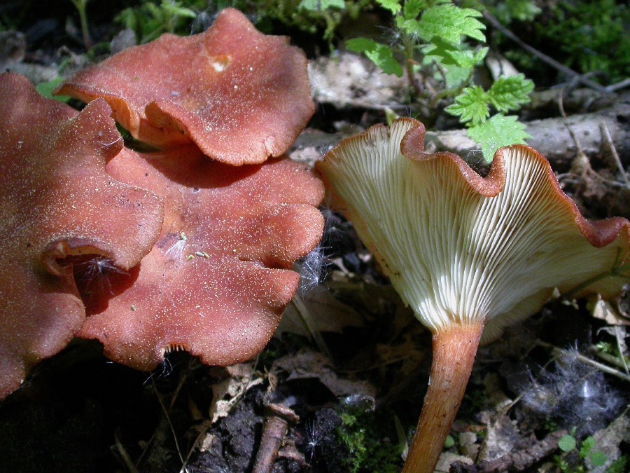 Bonomyces sinopicus.jpg