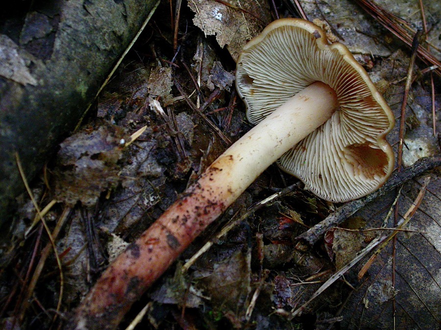 Phaeocollybia lugubris (2).jpg