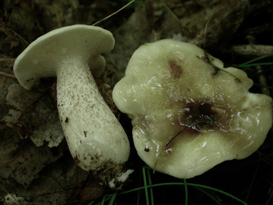 Suillus placidus.jpg