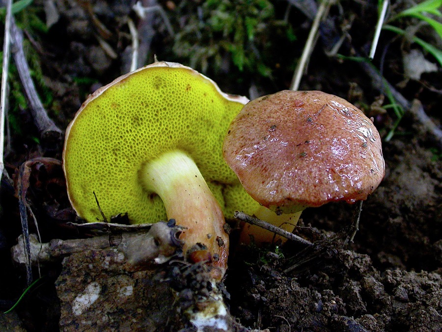 Boletus cramesinus.jpg