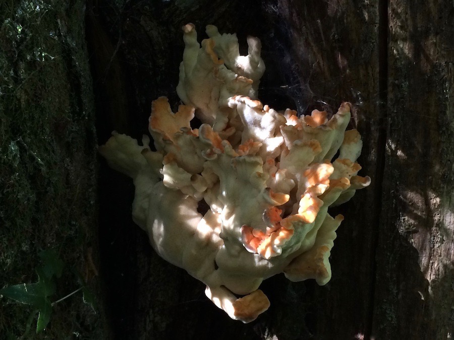 Laetiporus sulphureus .jpg