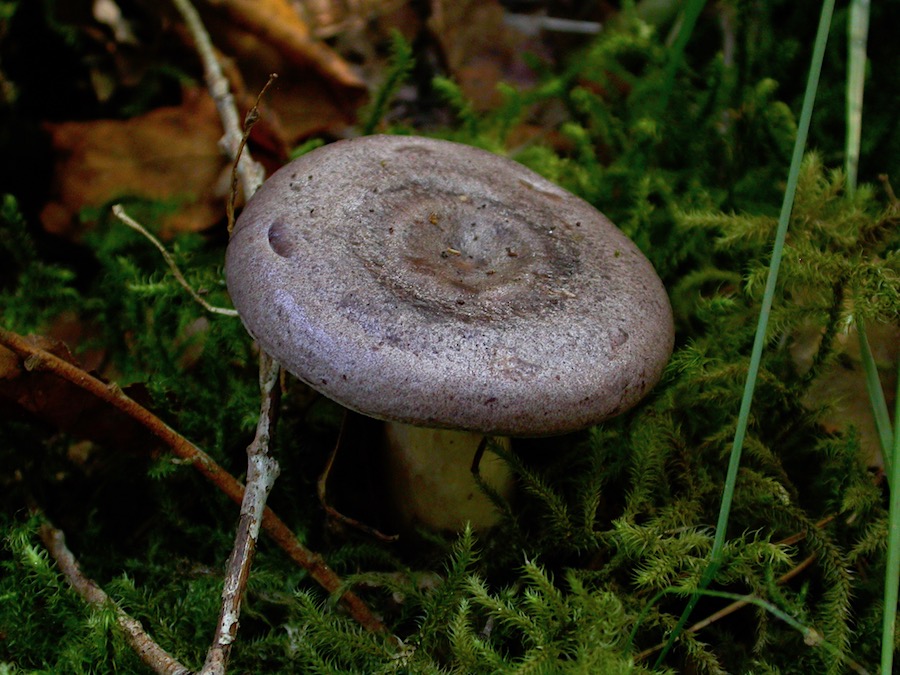 Lactarius trivialis.jpg