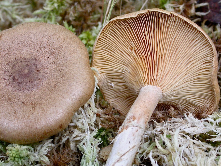 Lactarius helvus.jpg