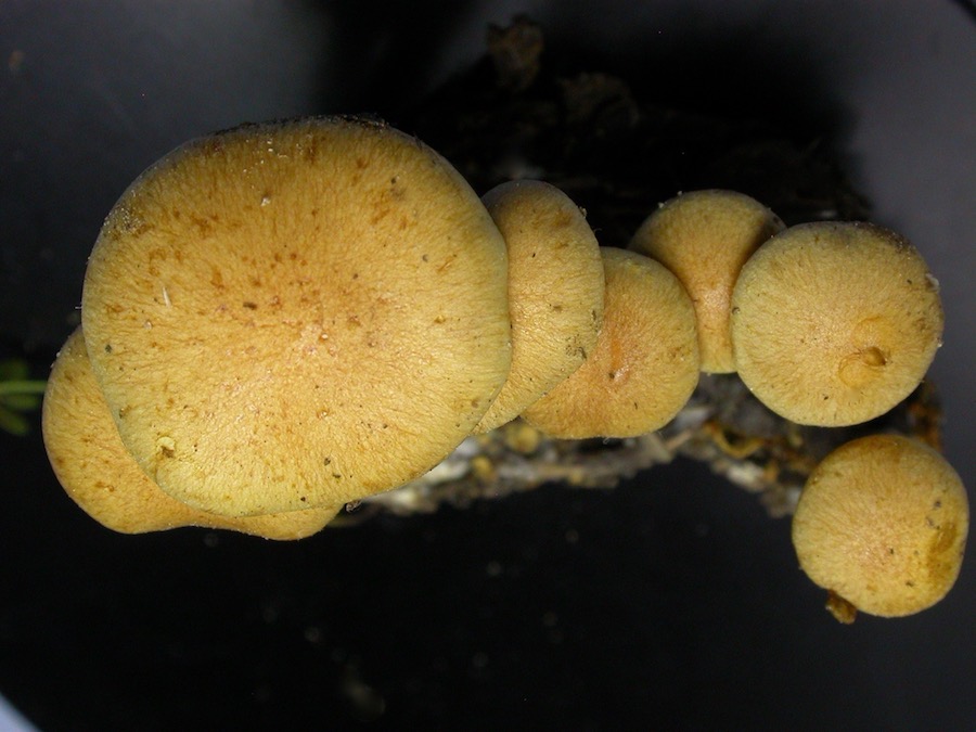 Pholiota graminis .jpg