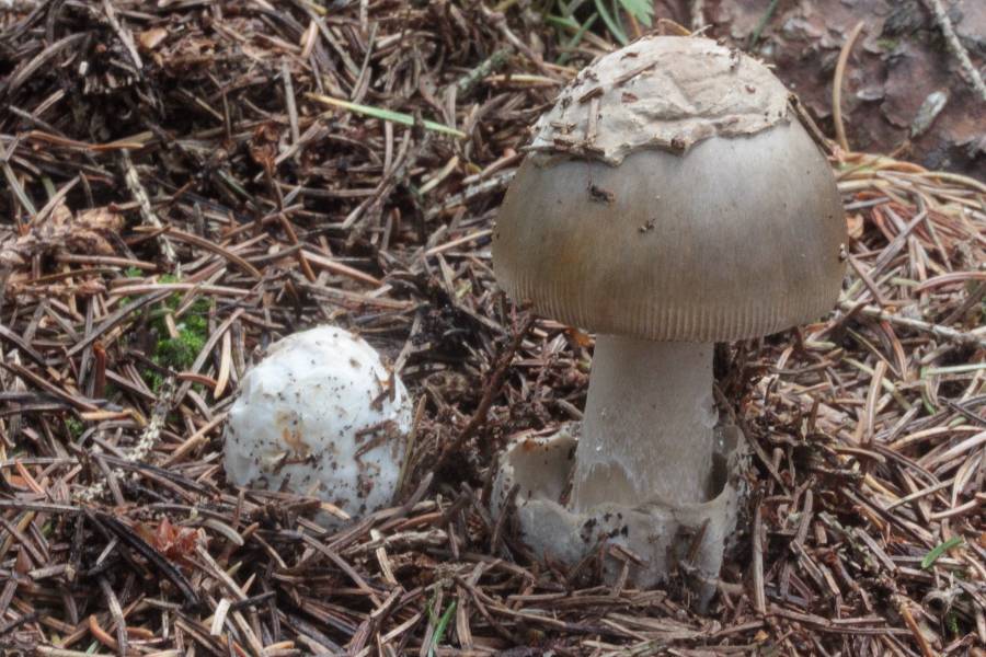 Amanita submembranacea.JPG