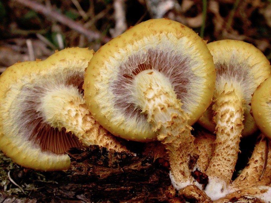 Pholiota aurivella.jpg