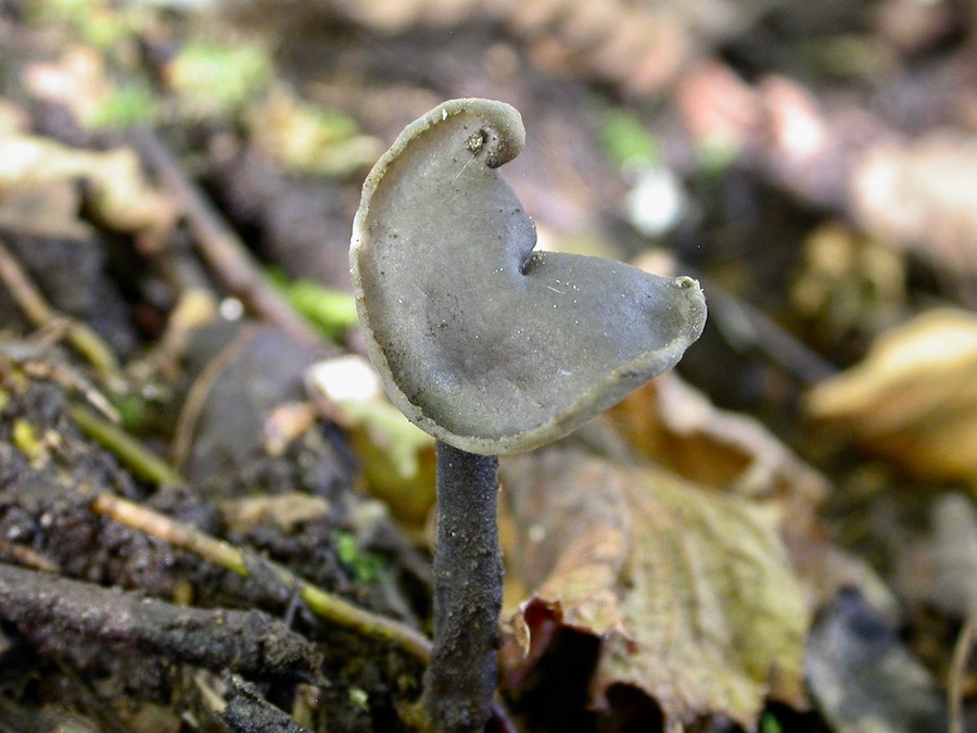 Helvella atra .jpg