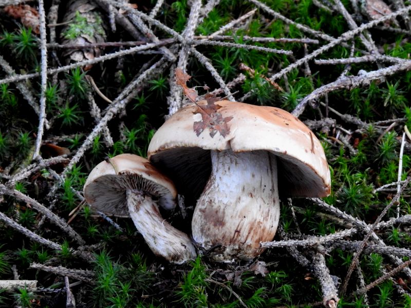 Tricholoma Willerzie 11-05-18.jpg