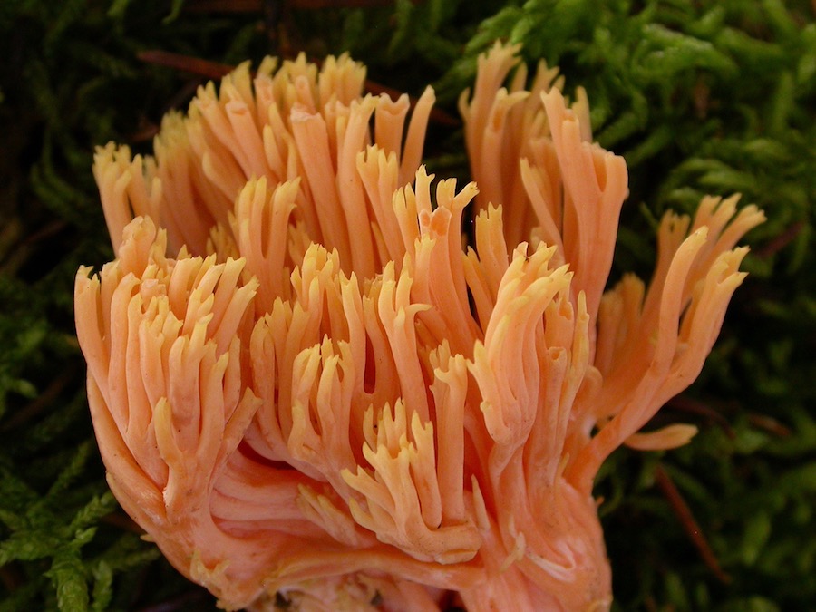 Ramaria ignicolor.jpg