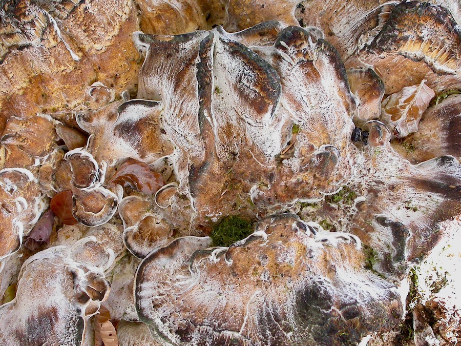 Meripilus giganteus.jpg