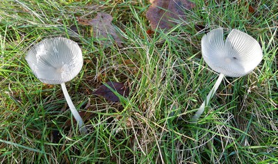 champignons gris1.jpg