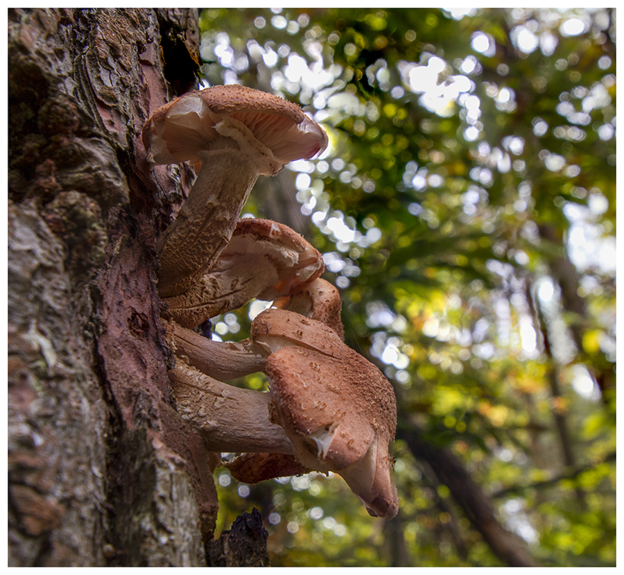 armillaria1web.jpg