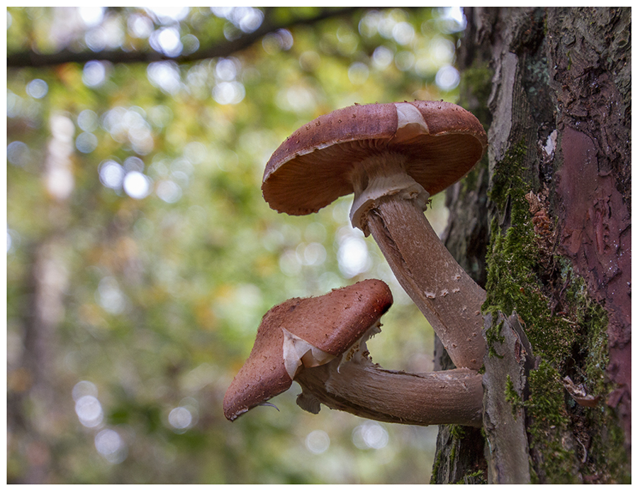 armillaria2web.jpg